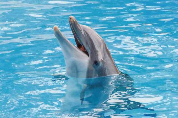 Bootlenose delfin na błękitnej powierzchni ono uśmiecha się