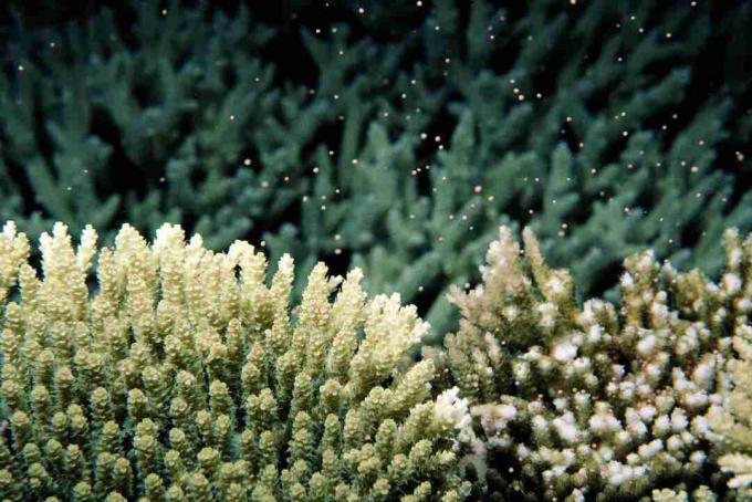 Odradzanie koralowców kontrolowane przez Księżyc (Acropora sp.), Widok pod wodą