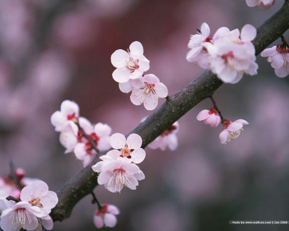 Japońska wiśnia kwitnie na gałąź