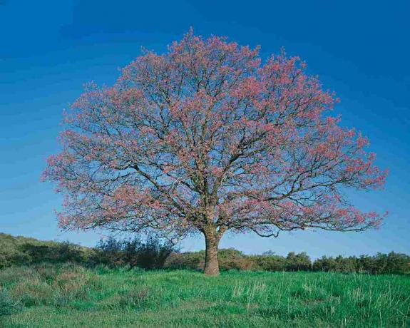 Czarny dąb (Quercus kelloggii) w polu, wiosna