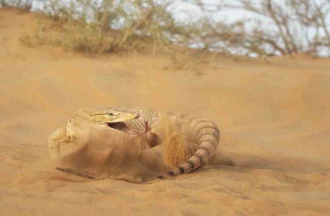 Jaszczurka monitorująca pustynię uderzająca ogonem o piasek.