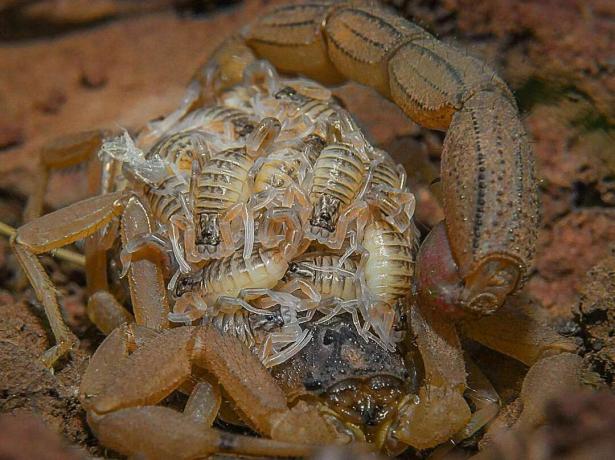 Indyjski czerwony skorpion z młodymi