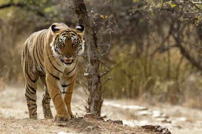 Bengalski tygrys przy Ranthambhore park narodowy w Rajasthan, India