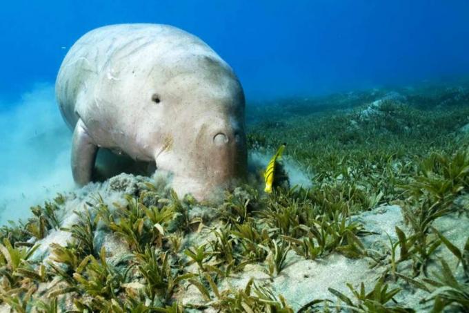 Dugong i Cleaner Fish on Seagrass.