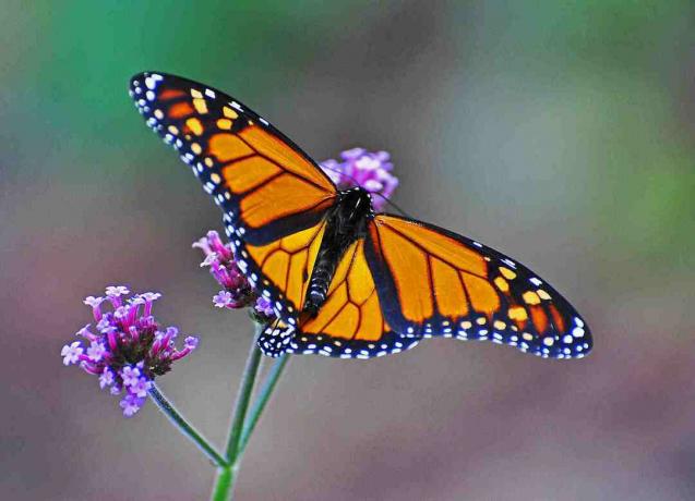 Monarchowie zatrzymują się na nektar na ścieżce migracji, aby uzyskać tłuszcz na długą zimę.
