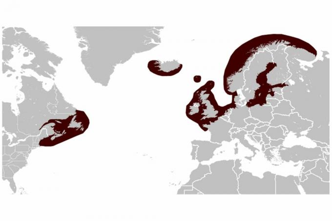 Mapa dystrybucji foki szarej